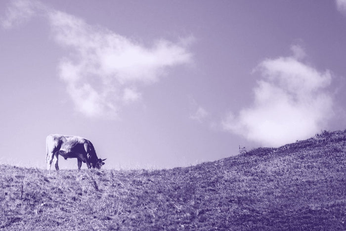 From Data to Action: Turning Insights into a Greener Food Supply Chain
