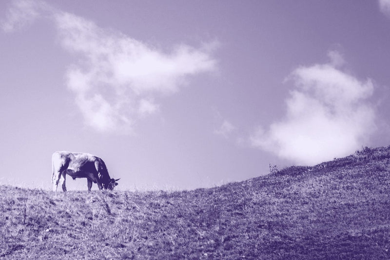 From Data to Action: Turning Insights into a Greener Food Supply Chain