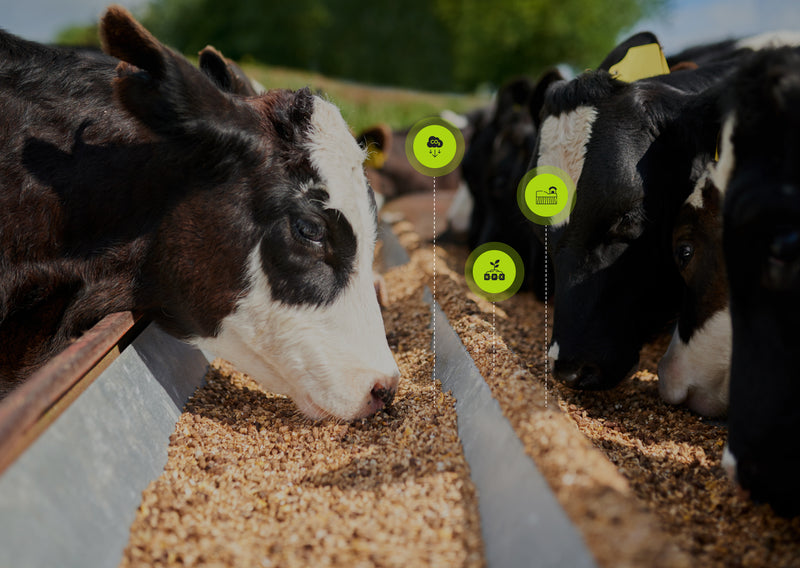 The Importance of Life Cycle Assessment (LCA) in Animal Feed