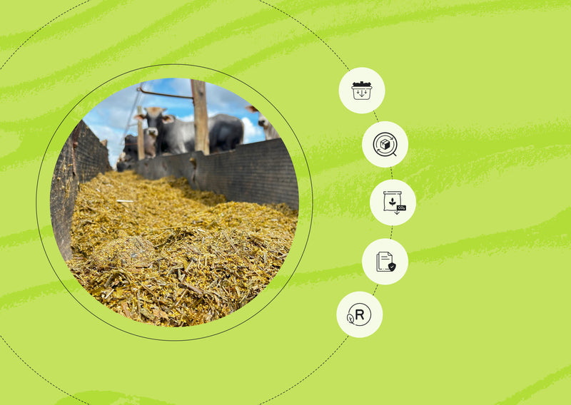 Life Cycle Assessment for Animal Feed