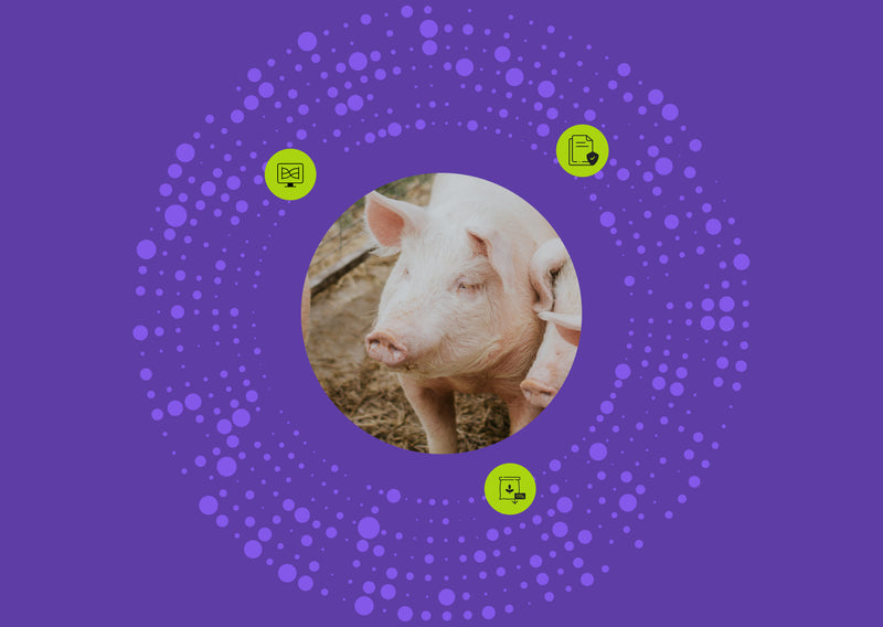 Optimizing Pork Supply Chains with Advanced Life Cycle Assessment (LCA)