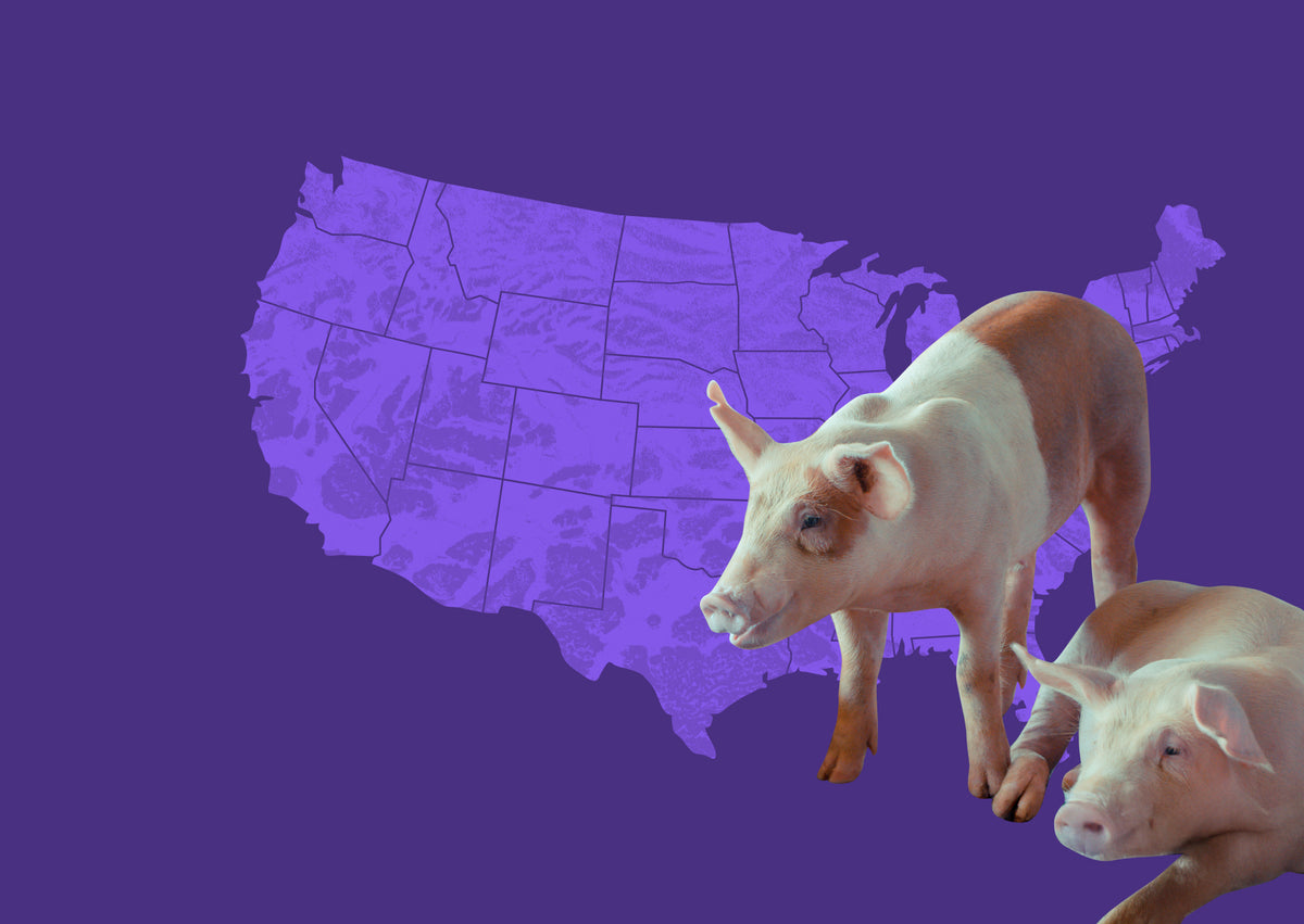 The State of Pork Sustainability in the USA : Regulations, Trends & Opportunities