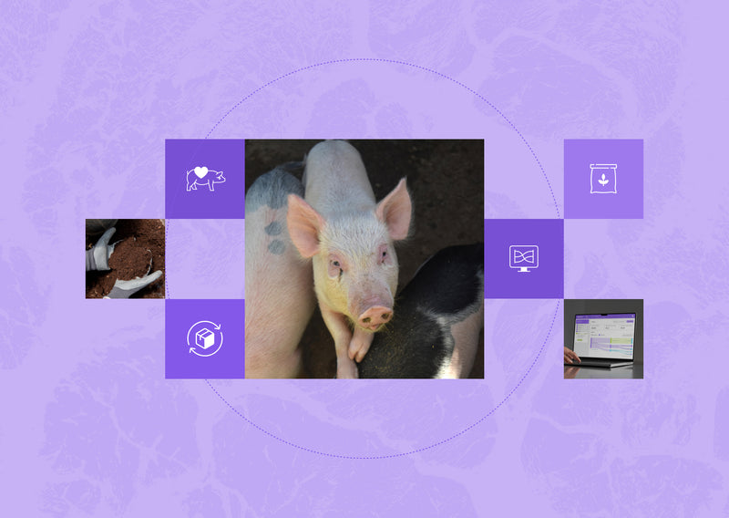 How to Make Swine Farming More Sustainable and Efficient