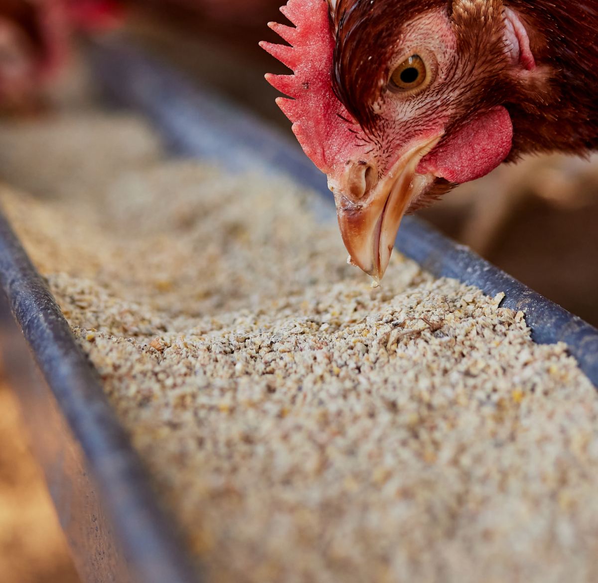Animal feed production
