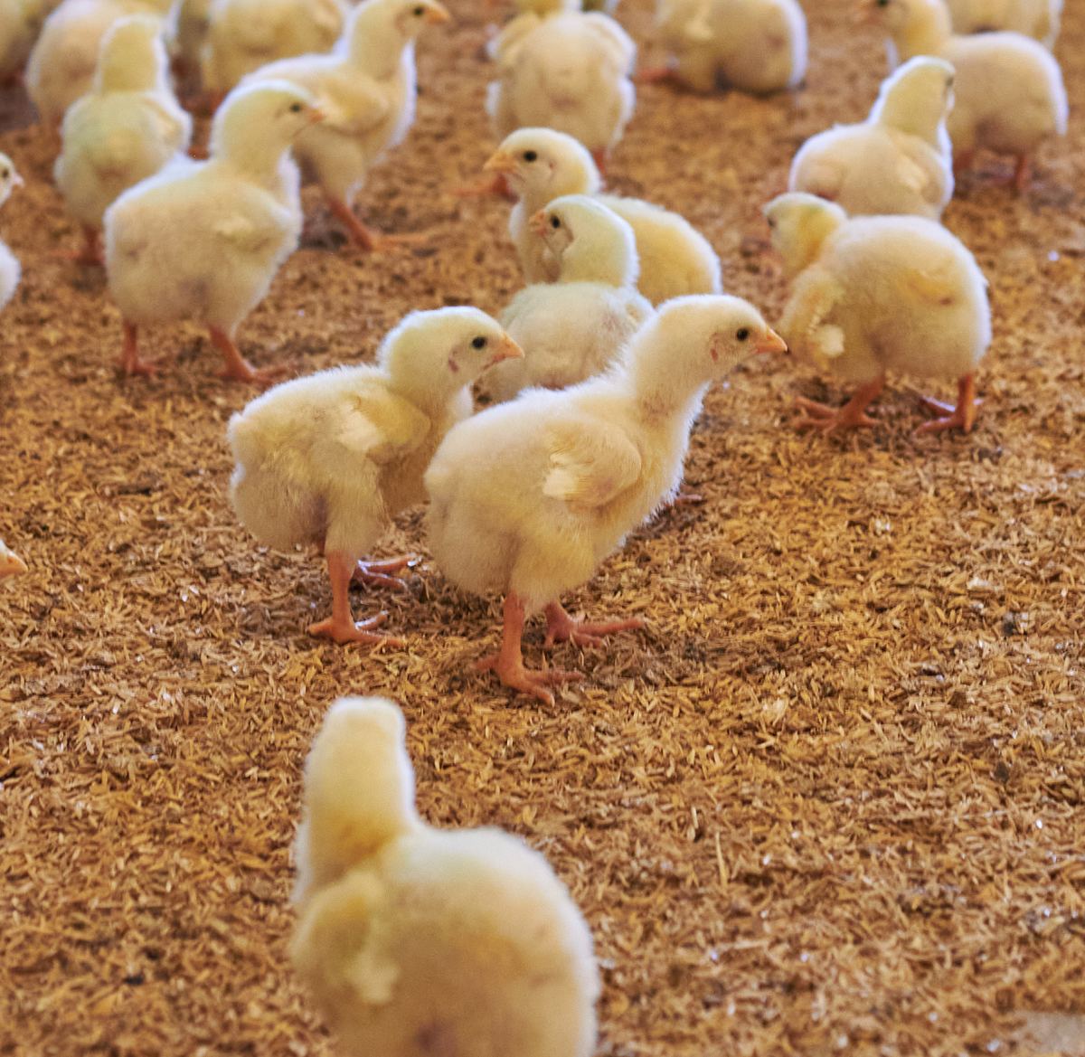 Broiler meat