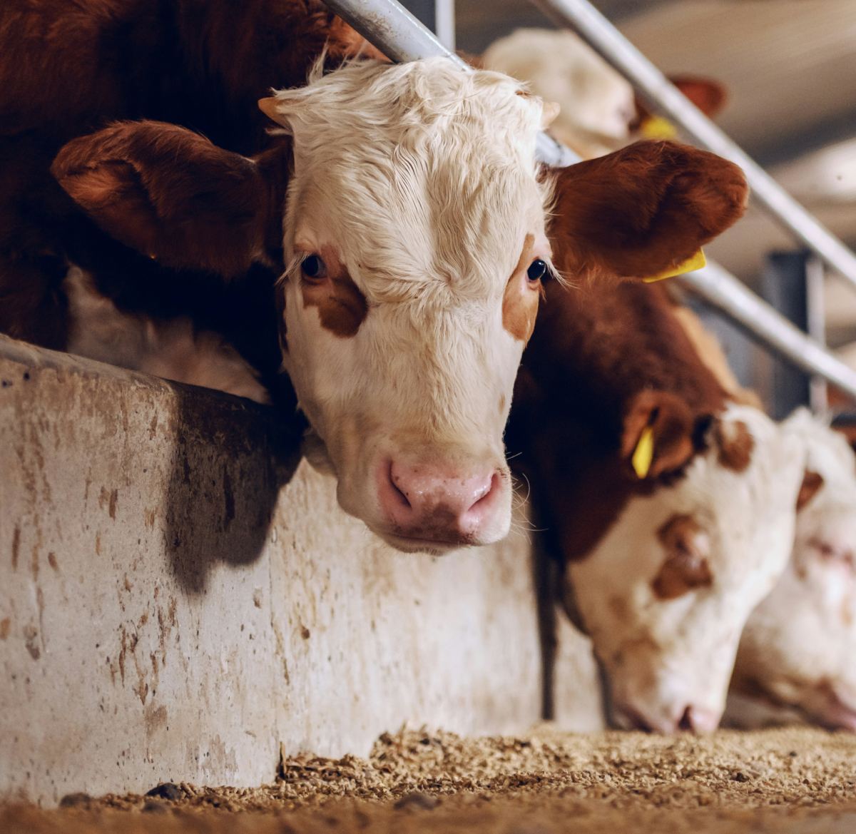 Dairy farm (milk and beef)