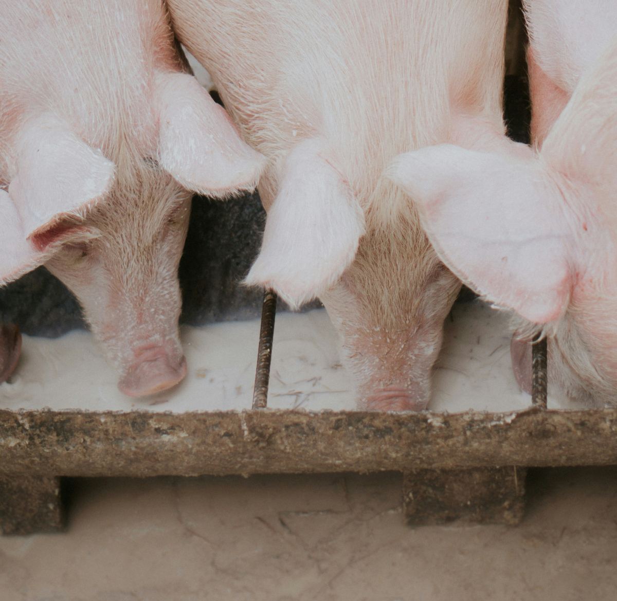 Pork meat