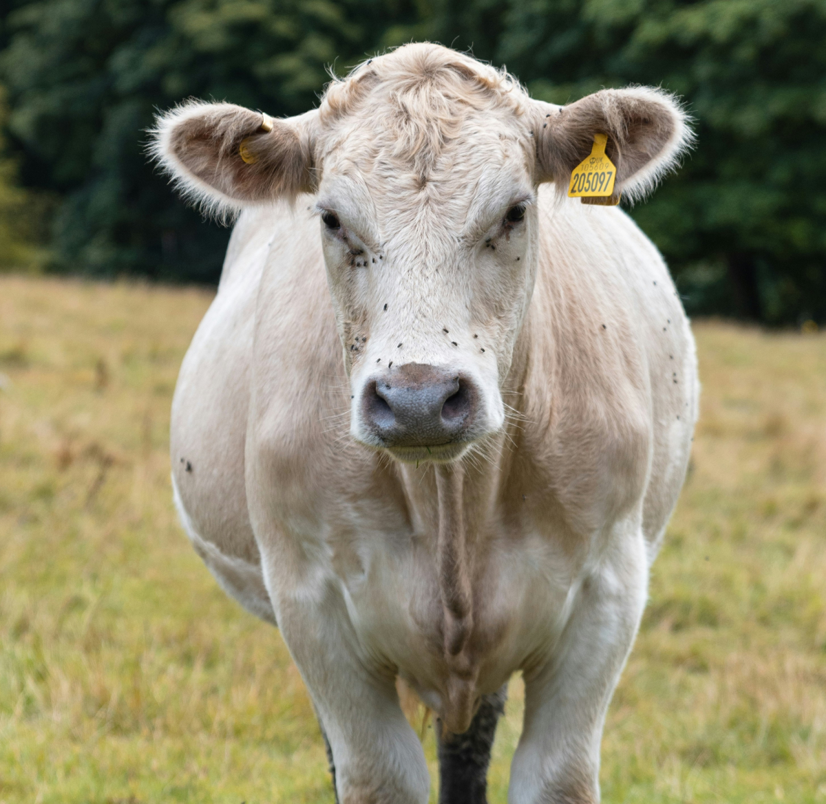 Image of beef farm